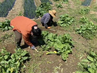 2021年4月7日(水)の作業記録 (竹の子が今期初収穫、ビーツとビエトラ(フダンソウ)の播種作業、スティックブロッコリー畝の撤去作業、吉岡さん畑の除草)