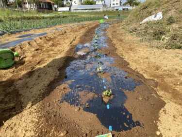 2021年4月12日(月)の作業記録 (そうめんカボチャ追加定植作業、つるなしインゲン定植作業)