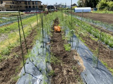 2021年4月15日(木)の作業記録 (小溝畑除草作業、アスパラガス支柱立て誘引作業)