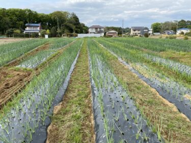 2021年4月16日(金)の作業記録 (小溝畑除草作業、散水ポンプ試運転、マルチシーダー調節、吉岡さん畑の菜花の撤去作業)