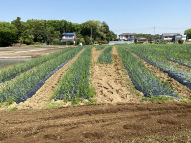 2021年4月20日(火)の作業記録 (玉ねぎ畑の業者様による視察、小溝畑の除草作業、斉藤さん畑のジャガイモ畝の除草と芽搔き作業)