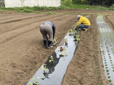 2021年4月22日(木)の作業記録 (小溝畑の除草作業、田中さん畑のブロッコリー撤去、斉藤さん畑の上の畑のわさび菜とのらぼう菜の撤去作業、斉藤さん畑の上の畑にズッキーニの定植作業等)