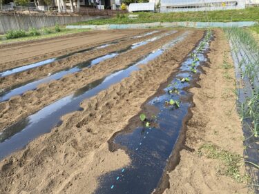 2021年4月28日(水)の作業記録 (斉藤さん畑の下の畑に茄子用のマルチ張り作業、一部茄子の定植作業、鈴木さん畑で除草作業、クレソンとバジルの播種育苗作業)