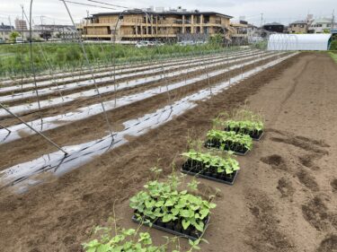 2021年5月11日(火)の作業記録 (つるありインゲンと成平インゲンの支柱立て、つるありインゲンの定植作業、田中さん畑〜斉藤さん畑の順番にマルチ張り作業、小溝畑の除草作業、ズッキーニとビーツの追加播種作業、ビーツの間引きと除草作業)