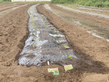 2021年5月12日(水)の作業記録 (小溝畑の除草作業、つるありインゲンと成平インゲンの定植作業、斉藤さん畑のマルチ張り作業、田中さん畑にジャンボシシトウの定植作業)