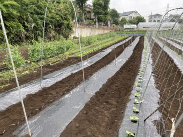 2021年5月13日(木)の作業記録 (斉藤さん畑のビニールハウス内でミニトマトの定植作業、田中さん畑で緑茄子と水茄子の定植作業、キュウリ用のマルチ張りと支柱立て作業)