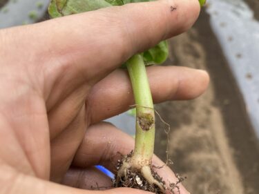 2021年5月18日(火)の作業記録 (田中さん畑でピーマンの定植作業、斉藤さん畑の上の畑で空心菜･ツルムラサキ･モロヘイヤ･オクラの播種作業、小溝畑の除草作業)