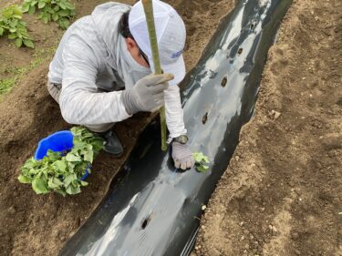 2021年5月25日(火)の作業記録 (サツマイモの定植作業、水茄子と千両二号茄子の一部を新しい物に植え替え)