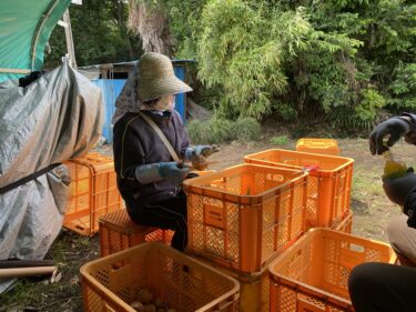 2021年6月3日(木)の作業記録 (クレソン定植作業、セージ定植作業、玉ねぎの根切り葉切り作業)