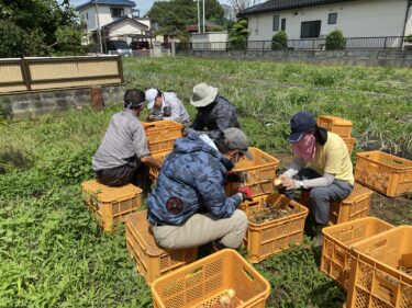 2021年6月7日(月)の作業記録 (玉ねぎの根切り葉切り作業)