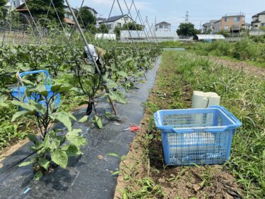 2021年6月8日(火)の作業記録 (茄子の剪定誘引作業、小溝畑の玉ねぎの収穫作業、玉ねぎの根切り葉切り選別作業)