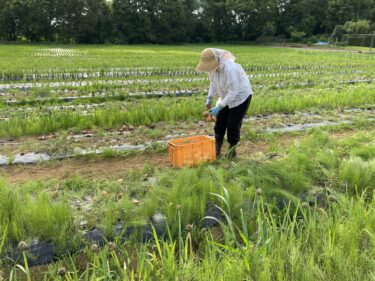 2021年6月11日(金)の作業記録 (小溝畑で玉ねぎ関係の一連の作業をメインで行いました)