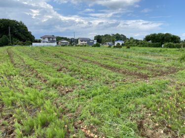 2021年6月17日(木)の作業記録 (小溝畑のマルチ剥がし完了、斉藤さん畑の下の畑で玉ねぎの選別作業)