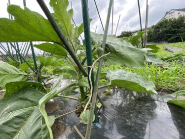 2021年6月24日(木)の作業記録 (鈴木さん畑の除草作業、田中さん畑で茄子類の支柱立てと誘引作業、バジル苗の間引き作業、吉岡さん畑の玉ねぎの回収作業)