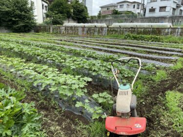 2021年6月25日(金)の作業記録 (斉藤さん畑の上の畑の除草作業、吉岡さん畑の玉ねぎ回収作業)