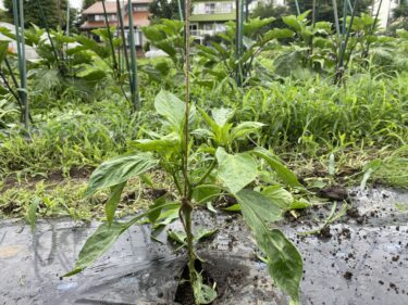 2021年6月30日(水)の作業記録 (ミニトマトの剪定誘引作業、緑茄子の剪定誘引作業、ピーマンの剪定誘引作業、除草作業等)