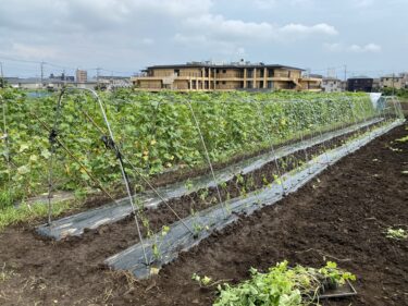 2021年7月13日(火)の作業記録 (キュウリのネット張りと定植作業、斉藤さん畑の下の畑の除草作業、斉藤さん畑の下の畑の茄子の追肥作業)