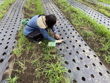 2021年7月14日(水)の作業記録 (キュウリの定植作業、モロヘイヤの播種作業、ズッキーニ畝の撤去作業、ジャガイモの収穫作業等)