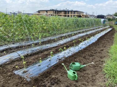 2021年7月20日(火)の作業記録 (モロヘイヤ播種作業、星オクラの定植作業、落花生の定植作業等)