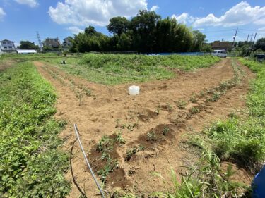 2021年7月21日(水)の作業記録 (落花生の定植作業、モロヘイヤの播種作業、斉藤さん畑の下の畑と吉岡さん畑の玉ねぎマルチ剥がし作業等)