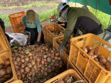 2021年7月27日(火)の作業記録 (台風のため早朝畑が中止、収穫作業と玉ねぎとジャガイモの選別作業等を行いました)