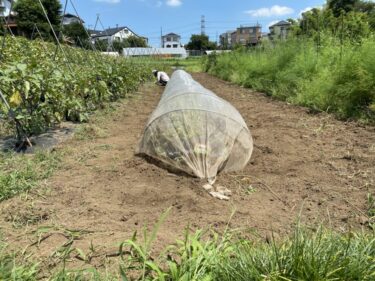 2021年8月4日(水)の作業記録 (丹波黒大豆定植作業)