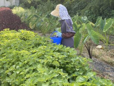 2021年8月6日(金)の作業記録 (丹波黒大豆の定植は失敗、斉藤さん畑と吉岡さん畑周りの除草作業、斉藤さん畑のビニールハウス内の育苗スペース作り作業、玉ねぎの選別作業)