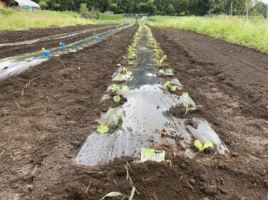 2021年9月8日(水)の作業記録 (斉藤さん畑の中の畑にブロッコリーの定植作業、小溝畑をハンマーナイフモアで除草作業、斉藤さん畑の下の畑の茄子周りの除草作業)