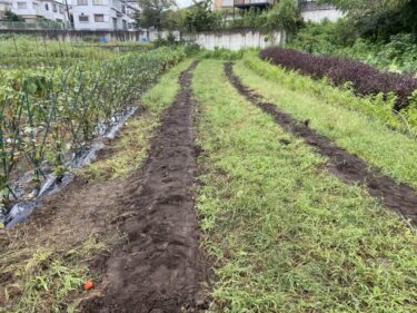 2021年9月9日(木)の作業記録 (田中さん畑のピーマン畝撤去作業、斉藤さん畑の下の畑でキュウリネット外し作業、オクラ畝を一畝撤去、玉ねぎの選別作業)