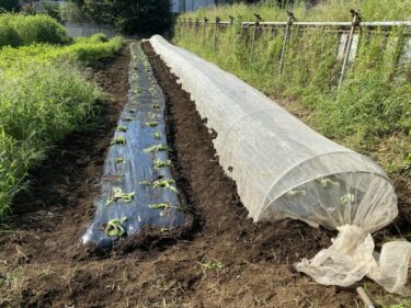 2021年9月10日(金)の作業記録 (白菜の定植作業)