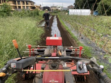 2021年9月14日(火)の作業記録 (スティックブロッコリーの定植作業)