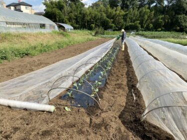 2021年9月15日(水)の作業記録 (ダヴィンチとロマネスコの定植作業)