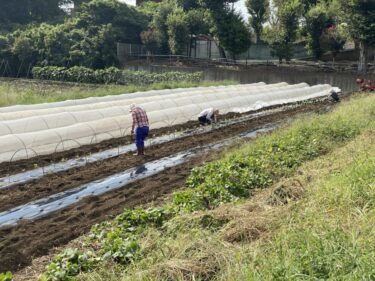 2021年9月16日(木)の作業記録 (カリフラワーの定植作業、大根用マルチ張り作業)