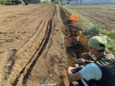 2021年10月5日(火)の作業記録 (玉ねぎの播種作業、小溝畑で長ネギの定植作業)