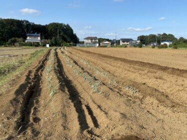 2021年10月6日(水)の作業記録 (小溝畑で長ネギの定植作業、玉ねぎの播種作業)