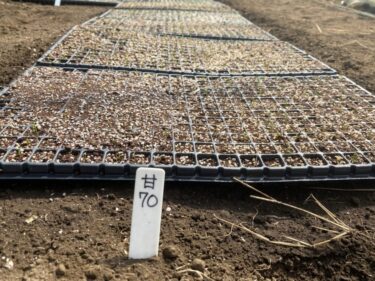 2021年10月11日(月)の作業記録 (玉ねぎの播種作業が一通り終了、斉藤さん畑の空きスペースをトラクターで耕耘、モロヘイヤのマルチ剥がしと片付け作業、小溝畑で葉物野菜とかぶ類の播種作業)