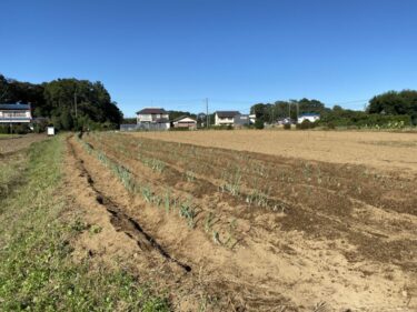 2021年10月20日(水)の作業記録 (斉藤さんのビニールハウス内に水菜の播種作業、斉藤さんの上の畑にラディッシュの播種作業、小溝畑の長ネギと岩槻ネギに追肥と土寄せ作業)