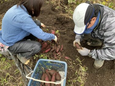 2021年10月27日(水)の作業記録 (害虫の捕殺･酢水掛け作業、小型耕運機エンジンスイッチ修理、小松菜のネット張り作業)