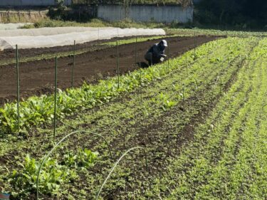 2021年10月28日(木)の作業記録 (緑茄子の撤去作業、害虫の捕殺と酢水散布作業、小松菜菜花用の播種作業、椎茸の原木の浸水作業、絹さや苗40株･セロリ苗2株購入)