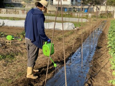 2021年11月2日(火)の作業記録 (絹さや畝作りと播種作業、除草作業、害虫捕殺作業等)