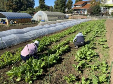 2021年11月5日(金)の作業記録 (絹さやネット張り作業、かぶ周りの除草作業、白菜畝耕耘作業)