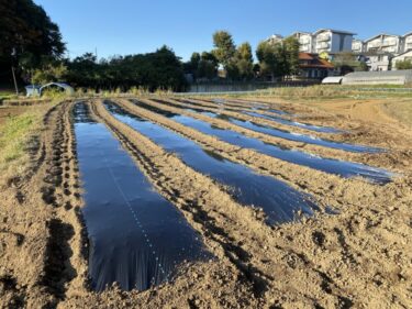 2021年11月15日(月)の作業記録 (聖護院かぶの追肥作業、吉岡さん畑の山部分に鶏糞と石灰を撒いてトラクターで耕耘作業、吉岡さん畑の山部分に玉ねぎ用のマルチ張り作業、サツマイモ･里芋を収穫)