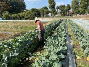 2021年11月16日(火)の作業記録 (鈴木さん畑に玉ねぎ用のマルチ張り作業、害虫捕殺等)