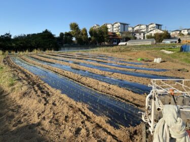 2021年11月17日(水)の作業記録 (わさび菜･ブロッコリー除草追肥作業、鈴木さん畑に玉ねぎ用のマルチ張り作業、吉岡さん畑で早生玉ねぎの定植作業)