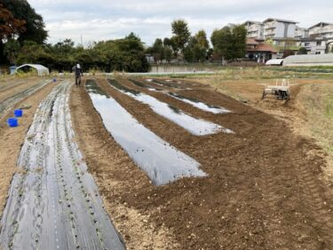 2021年11月18日(木)の作業記録 (吉岡さん畑で早生玉ねぎの定植作業、菜花の間引き除草作業)