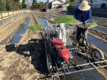 2021年11月25日(木)の作業記録 (赤玉ねぎ・玉ねぎの定植作業、害虫捕殺作業)