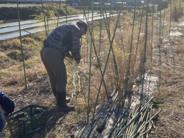 2021年12月13日(月)の作業記録 (玉ねぎの定植作業終了、アスパラガスの枯れ茎刈り取り作業)