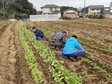 2021年12月16日(木)の作業記録 (小溝畑での作業がメイン)