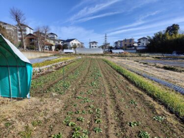 2022年1月17日(月)の作業記録 (午前は収穫作業メイン、午後は畑作業資材選定と計算等)