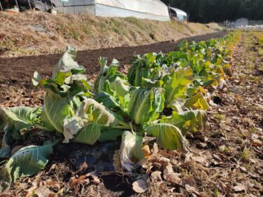 2022年1月12日(水)の作業記録 (カリフラワーの花蕾包み作業)